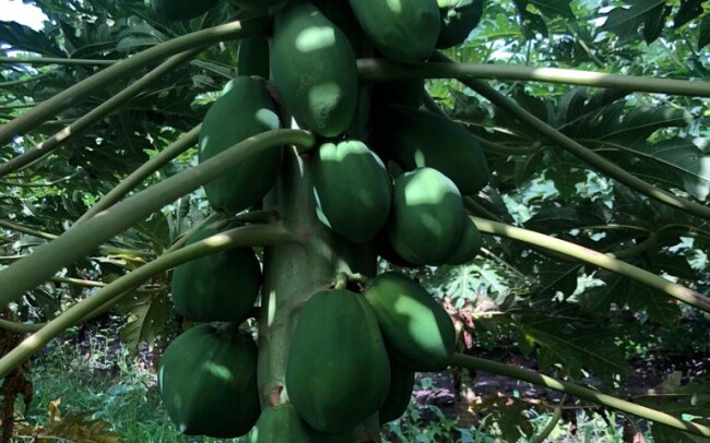 Agroservicios Rafael Martínez en Senegal, cultivo de papaya