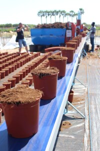 Detalle cinta de salida de macetas en llenadora de macetas IA2500