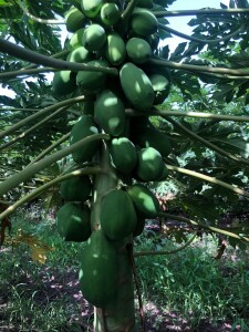 Agroservicios Rafael Martínez en Senegal, cultivo de papaya