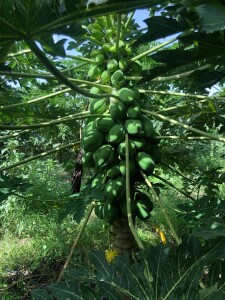Agroservicios Rafael Martínez en Senegal, cultivo de papaya